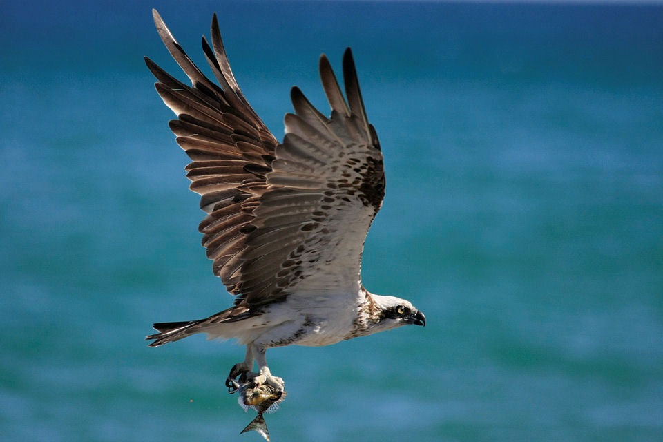 Eastern Osprey (Pandion cristatus)